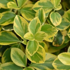 Euonymus Fortunei 'Canadale Gold', Wintercreeper 'Canadale Gold', Spindle 'Canadale Gold', evergreen shrubs, variegated shrubs