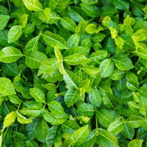 Euonymus Fortunei 'Coloratus', Wintercreeper 'Coloratus', Spindle 'Coloratus', Purple Leaf Wintercreeper 'Coloratus', Japanese Euonymus, evergreen shrubs