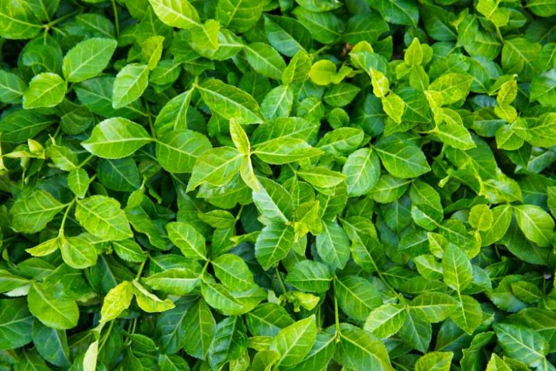 Euonymus Fortunei 'Coloratus', Wintercreeper 'Coloratus', Spindle 'Coloratus', Purple Leaf Wintercreeper 'Coloratus', Japanese Euonymus, evergreen shrubs