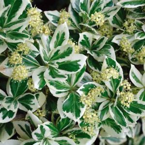 Euonymus Fortunei 'Emerald Gaiety', Wintercreeper 'Emerald Gaiety', Spindle 'Emerald Gaiety', evergreen shrubs, variegated shrubs