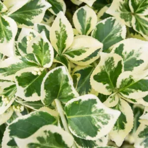 Euonymus Fortunei 'Silver Queen', Wintercreeper 'Silver Queen', Spindle 'Silver Queen', evergreen shrubs, variegated shrubs