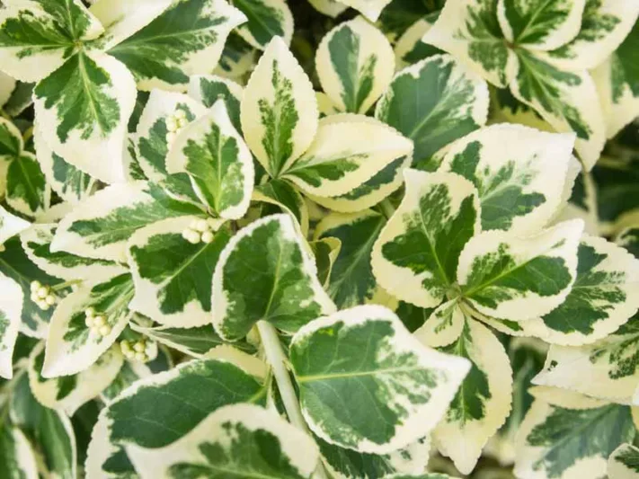 Euonymus Fortunei 'Silver Queen', Wintercreeper 'Silver Queen', Spindle 'Silver Queen', evergreen shrubs, variegated shrubs