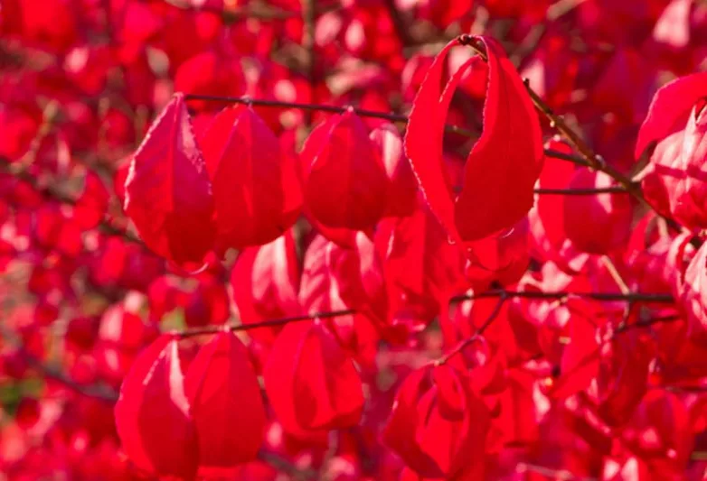 Euonymus alatus 'Compactus', Compact Burning Bush, Compact Winged Spindle Tree, Compact Winged Euonymus, Compact Winged Burning Bush, Euonymus alatus 'Compacta', shrubs, fall color, shrub with berries, red leaves