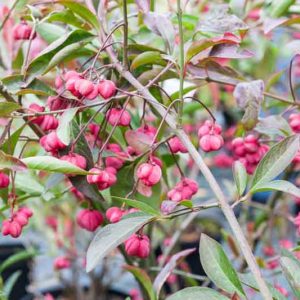 Euonymus europaeus 'Red Cascade',  Spindle 'Red Cascade', shrubs, fall color, shrub with berries, red leaves