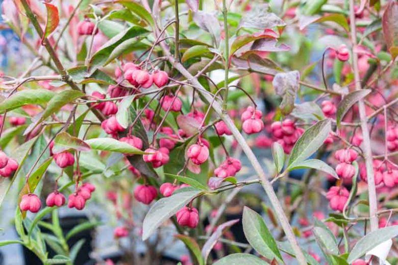 Euonymus europaeus 'Red Cascade',  Spindle 'Red Cascade', shrubs, fall color, shrub with berries, red leaves