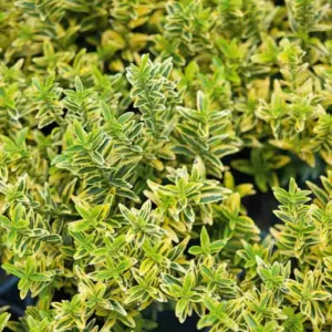Japanese 'Microphyllus Aureovariegatus', Boxleaf Euonymus 'Microphyllus Aureovariegatus', Japanese Spindletree 'Microphyllus Aureovariegatus', Euonymus japonicus 'Microphyllus Aureas Pulchellus', Euonymus japonicus 'Pulchellus Aureovariegatus', evergreen shrubs, Golden Foliage