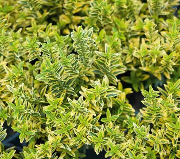 Japanese 'Microphyllus Aureovariegatus', Boxleaf Euonymus 'Microphyllus Aureovariegatus', Japanese Spindletree 'Microphyllus Aureovariegatus', Euonymus japonicus 'Microphyllus Aureas Pulchellus', Euonymus japonicus 'Pulchellus Aureovariegatus', evergreen shrubs, Golden Foliage