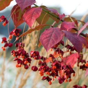 Euonymus planipes, Spindle Tree, Flat-Stalked Spindle Tree, Asian Spindle Tree, Siberian Burning Bush, Euonymus sachalinensis, shrubs, fall color, shrub with berries, red leaves