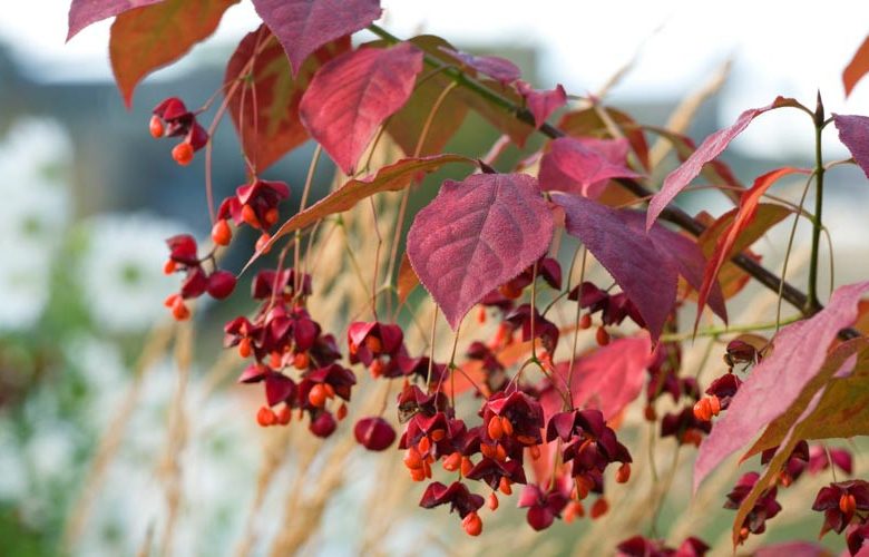 Euonymus planipes, Spindle Tree, Flat-Stalked Spindle Tree, Asian Spindle Tree, Siberian Burning Bush, Euonymus sachalinensis, shrubs, fall color, shrub with berries, red leaves