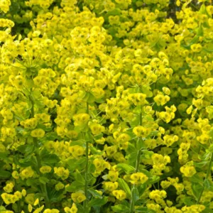 Euphorbia Amygdaloides var. Robbiae, Wood Spurge, Mrs Robb's Bonnet, Euphorbia Robbiae, Yellow flowers, Drought tolerant perennial, Deer resistant perennial, rabbit resistant perennial, Robb's Spurge