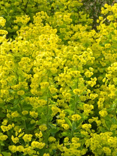 Euphorbia Amygdaloides var. Robbiae, Wood Spurge, Mrs Robb's Bonnet, Euphorbia Robbiae, Yellow flowers, Drought tolerant perennial, Deer resistant perennial, rabbit resistant perennial, Robb's Spurge