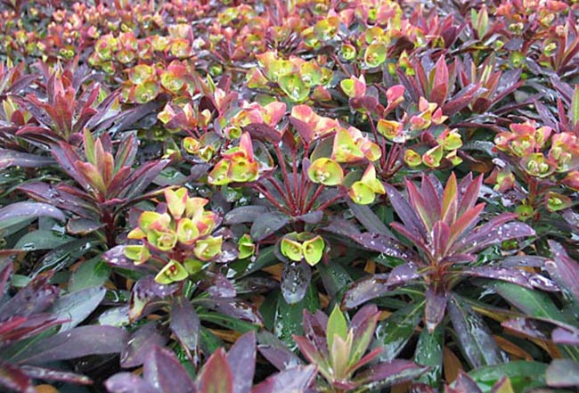 Euphorbia 'Blackbird', Spurge 'Blackbird', Spurge 'Nothowlee', Cushion Spurge 'Blackbird', Euphorbia x martinii 'Nothowlee', Euphorbia x martinii Blackbird, Blackbird Martin's Spurge, Drought tolerant perennial, Deer resistant perennial, rabbit resistant perennial,