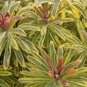 Euphorbia × Martinii 'Ascot Rainbow', Martin's Spurge 'Ascot Rainbow', Drought tolerant perennial, Deer resistant perennial, rabbit resistant