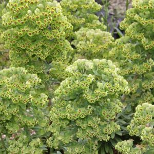 Euphorbia × Martinii,Martin's Spurge, Euphorbia amygdaloides var. robbiae × characias, Euphorbia characias × robbiae, Yellow flowers, Drought tolerant perennial, Deer resistant perennial, rabbit resistant perennial