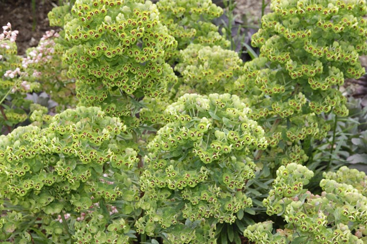 Euphorbia × Martinii,Martin's Spurge, Euphorbia amygdaloides var. robbiae × characias, Euphorbia characias × robbiae, Yellow flowers, Drought tolerant perennial, Deer resistant perennial, rabbit resistant perennial