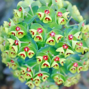 Euphorbia × Martinii 'Tiny Tim', Martin's Spurge 'Tiny Tim', Drought tolerant perennial, Deer resistant perennial, rabbit resistant
