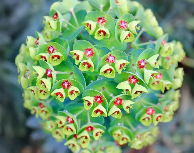 Euphorbia × Martinii 'Tiny Tim', Martin's Spurge 'Tiny Tim', Drought tolerant perennial, Deer resistant perennial, rabbit resistant
