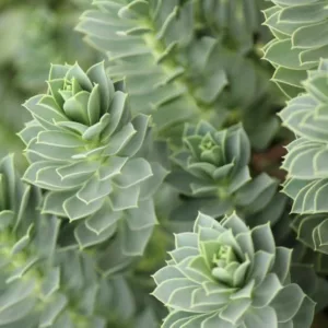 Euphorbia Myrsinites,Myrtle Spurge, Creeping Spurge, Donkey Tail Spurge, Broad-Leaved Glaucous Spurge, Yellow flowers, Drought tolerant perennial, Deer resistant perennial, rabbit resistant perennial