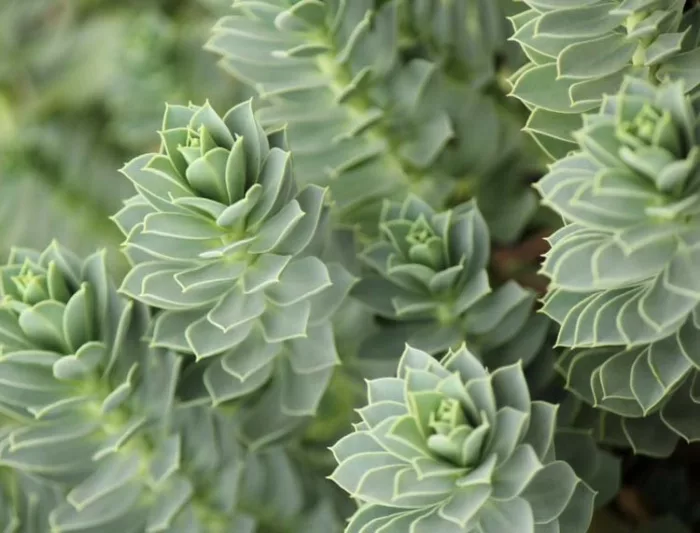 Euphorbia Myrsinites,Myrtle Spurge, Creeping Spurge, Donkey Tail Spurge, Broad-Leaved Glaucous Spurge, Yellow flowers, Drought tolerant perennial, Deer resistant perennial, rabbit resistant perennial