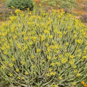 Euphorbia mauritanica, Pencil Milkbush, Jackal's Food, Melkbos, Yellow Milk Bush, succulent, drought tolerant plant, yellow flowers