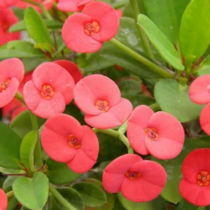 Euphorbia milii,Crown of Thorns, Christ Plant, Christ Thorn, Red flowers, Drought tolerant perennial, Deer resistant perennial, rabbit resistant perennial