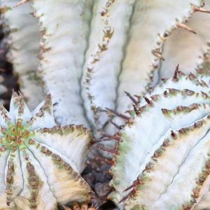 Euphorbia polygona 'Snowflake', Snowflake’ Euphorbia, gray succulent, drought tolerant plant, euphorbia horrida