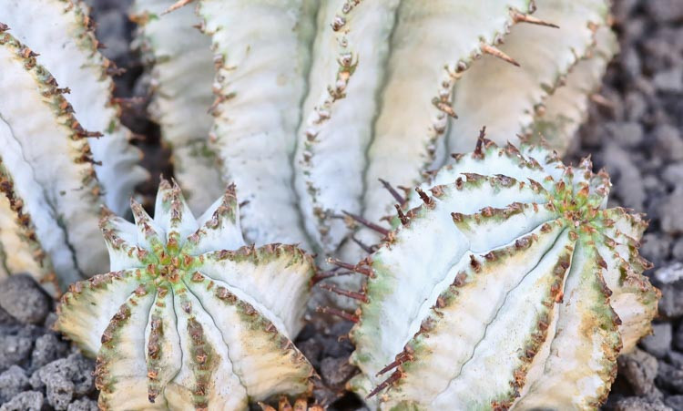 Euphorbia polygona 'Snowflake', Snowflake’ Euphorbia, gray succulent, drought tolerant plant, euphorbia horrida