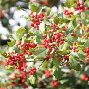 Winter Garden, Fall Garden, Early Spring Garden, Shrubs with berries, evergreen shrubs, Red Berries, Red Fruit, Ilex, Holly, Hollies