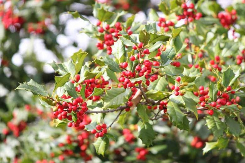 Winter Garden, Fall Garden, Early Spring Garden, Shrubs with berries, evergreen shrubs, Red Berries, Red Fruit, Ilex, Holly, Hollies