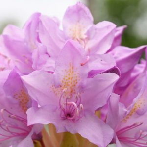 Azalea blooming season, Rhododendron blooming season, Azalea flowering, Rhododendron flowering, Azalea flowers, Rhododendron flowers