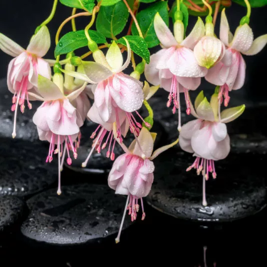 Hardy fuchsia, hardy fuchsias, flowering shrubs, rock garden, summer flowers
