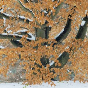 Fagus grandifolia, American Beech, Purple Beech, White Beech, Red Beech, Ridge Beech, Beechnut Tree, Deciduous Tree, Fall Color
