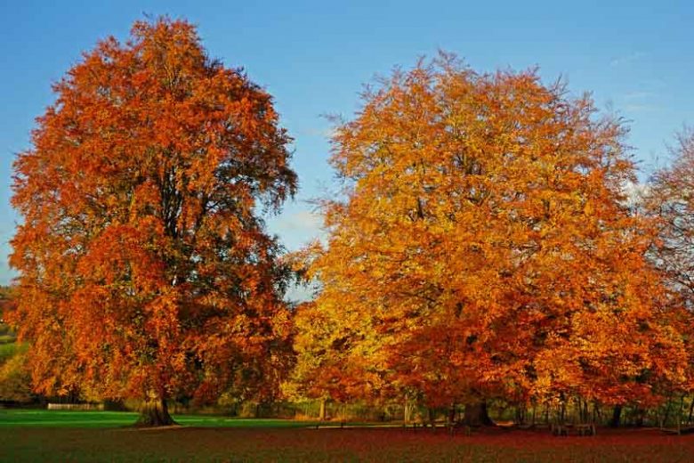 Fagus sylvatica, European Beech, Common Beech, Deciduous Tree, Fall Color
