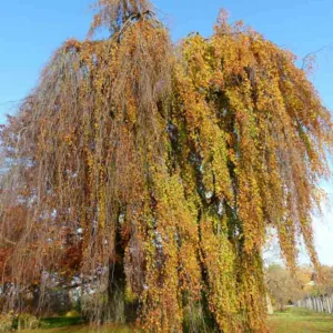 Fagus sylvatica 'Pendula', European Beech 'Pendula', Common Beech 'Pendula', Weeping Beech, Deciduous Tree, Fall Color