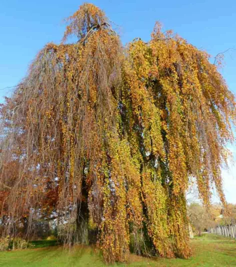 Fagus sylvatica 'Pendula', European Beech 'Pendula', Common Beech 'Pendula', Weeping Beech, Deciduous Tree, Fall Color