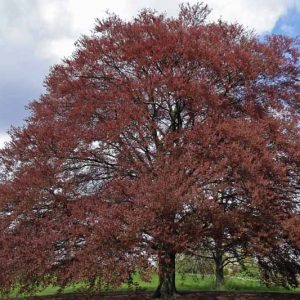Fagus sylvatica 'Purpurea', European Beech 'Purpurea', Common Beech 'Purpurea', Purple Beech, Copper Beech, Fagus sylvatica f. purpurea, Fagus sylvatica 'Atropunicea', Deciduous Tree, Fall Color