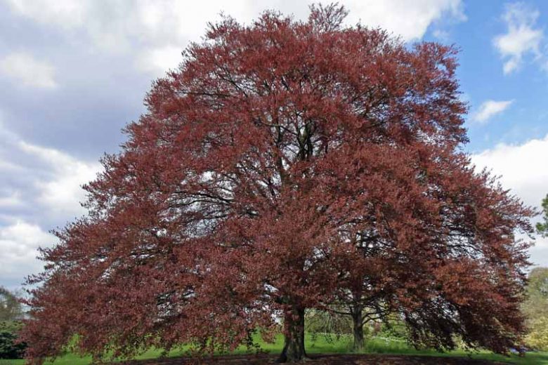 Fagus sylvatica 'Purpurea', European Beech 'Purpurea', Common Beech 'Purpurea', Purple Beech, Copper Beech, Fagus sylvatica f. purpurea, Fagus sylvatica 'Atropunicea', Deciduous Tree, Fall Color