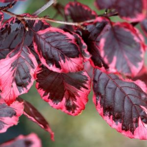 Fagus sylvatica 'Purpurea Tricolor', European Beech 'Purpurea Tricolor', Common Beech 'Purpurea Tricolor', Purple Beech, Copper Beech, Fagus sylvatica 'Roseo Marginata', Deciduous Tree, Fall Color