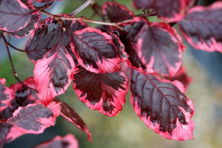 Fagus sylvatica 'Purpurea Tricolor', European Beech 'Purpurea Tricolor', Common Beech 'Purpurea Tricolor', Purple Beech, Copper Beech, Fagus sylvatica 'Roseo Marginata', Deciduous Tree, Fall Color
