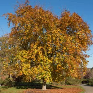 Fagus sylvatica 'Riversii', European Beech 'Riversii', Common Beech 'Riversii', Purple Beech 'Riversii', Fagus sylvatica (Atropurpurea Group) 'Riversii', Fagus sylvatica 'Rivers Purple', Fagus sylvatica 'Riversii Major', Purple Beech, Deciduous Tree, Fall Color