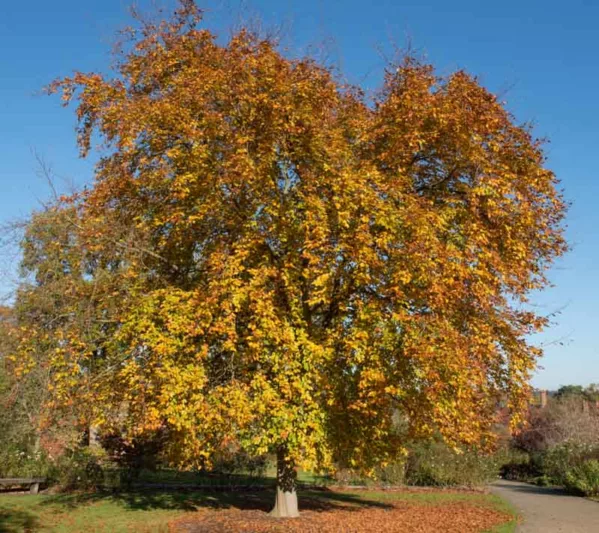 Fagus sylvatica 'Riversii', European Beech 'Riversii', Common Beech 'Riversii', Purple Beech 'Riversii', Fagus sylvatica (Atropurpurea Group) 'Riversii', Fagus sylvatica 'Rivers Purple', Fagus sylvatica 'Riversii Major', Purple Beech, Deciduous Tree, Fall Color