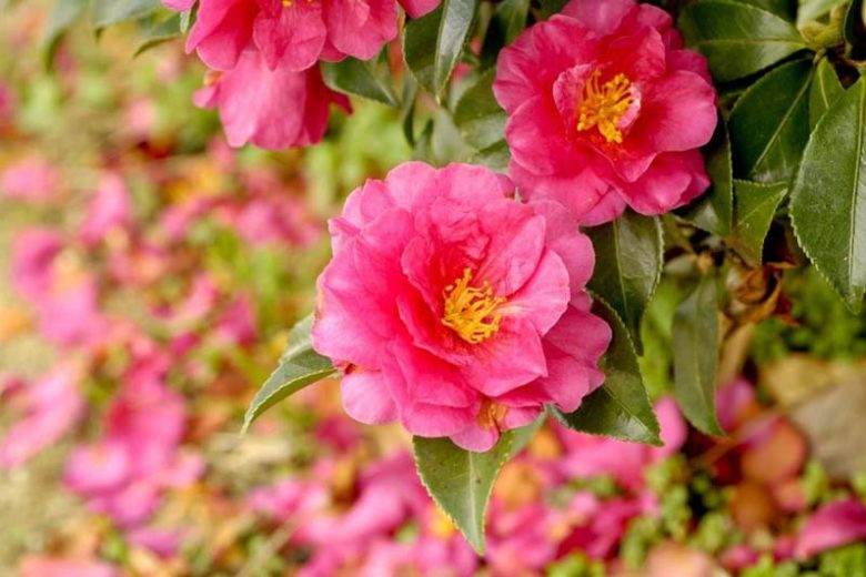 Camellia, Camellias, How to grow Camellias, Camellias bloom time, Camellia bloom season, Japanese Camellias, Camellia Japonica, Camellia Sasanqua, Fall blooming Camellia, Winter Blooming Camellias, Cold hardy Camellias,
