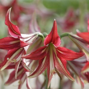 Amaryllis, Amarylis Bulbs, Hippeastrum, Hippeastrum Bulbs, Hippeastrum, Cybister Amaryllis, Spider Amaryllis, Exotic Amaryllis