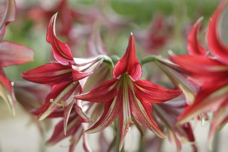 Amaryllis, Amarylis Bulbs, Hippeastrum, Hippeastrum Bulbs, Hippeastrum, Cybister Amaryllis, Spider Amaryllis, Exotic Amaryllis