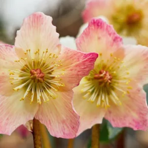 Hellebores, Helleborus, Christmas Roses, Lenten Roses, Winter borders, Spring Borders, Best Hellebores, Favorite Hellebores, Top Hellebores