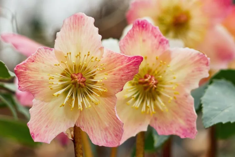Hellebores, Helleborus, Christmas Roses, Lenten Roses, Winter borders, Spring Borders, Best Hellebores, Favorite Hellebores, Top Hellebores