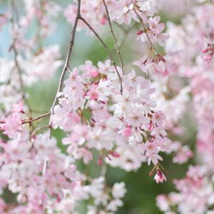 Weeping cherry, Weeping cherries, Prunus, Japanese Flowering Cherries, Flowering Cherries,Japanese Flowering Cherries, Sakura, Cherry Blossom,  Higan cherry,Yoshino Cherry, Fuji cherry