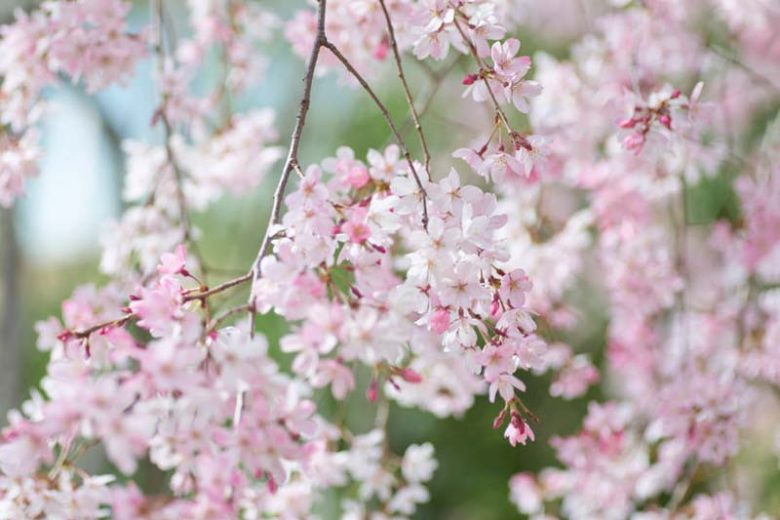 Weeping cherry, Weeping cherries, Prunus, Japanese Flowering Cherries, Flowering Cherries,Japanese Flowering Cherries, Sakura, Cherry Blossom,  Higan cherry,Yoshino Cherry, Fuji cherry