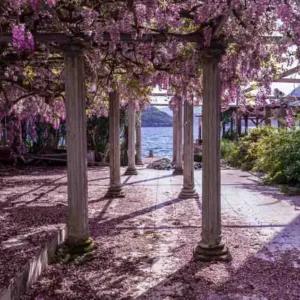 Chinese Wisteria, Japanese Wisteria, Silky Wisteria, Wisteria Sinensis, Wisteria Floribunda, Wisteria Brachybotrys, Frangrant vines, Fragrant flowers