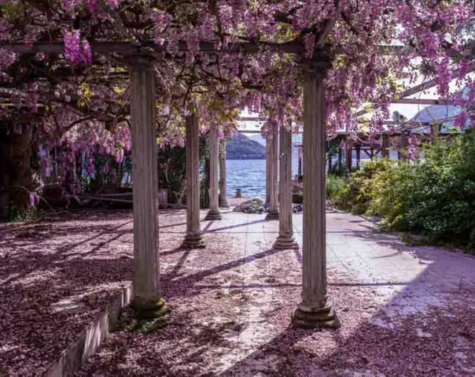 Chinese Wisteria, Japanese Wisteria, Silky Wisteria, Wisteria Sinensis, Wisteria Floribunda, Wisteria Brachybotrys, Frangrant vines, Fragrant flowers